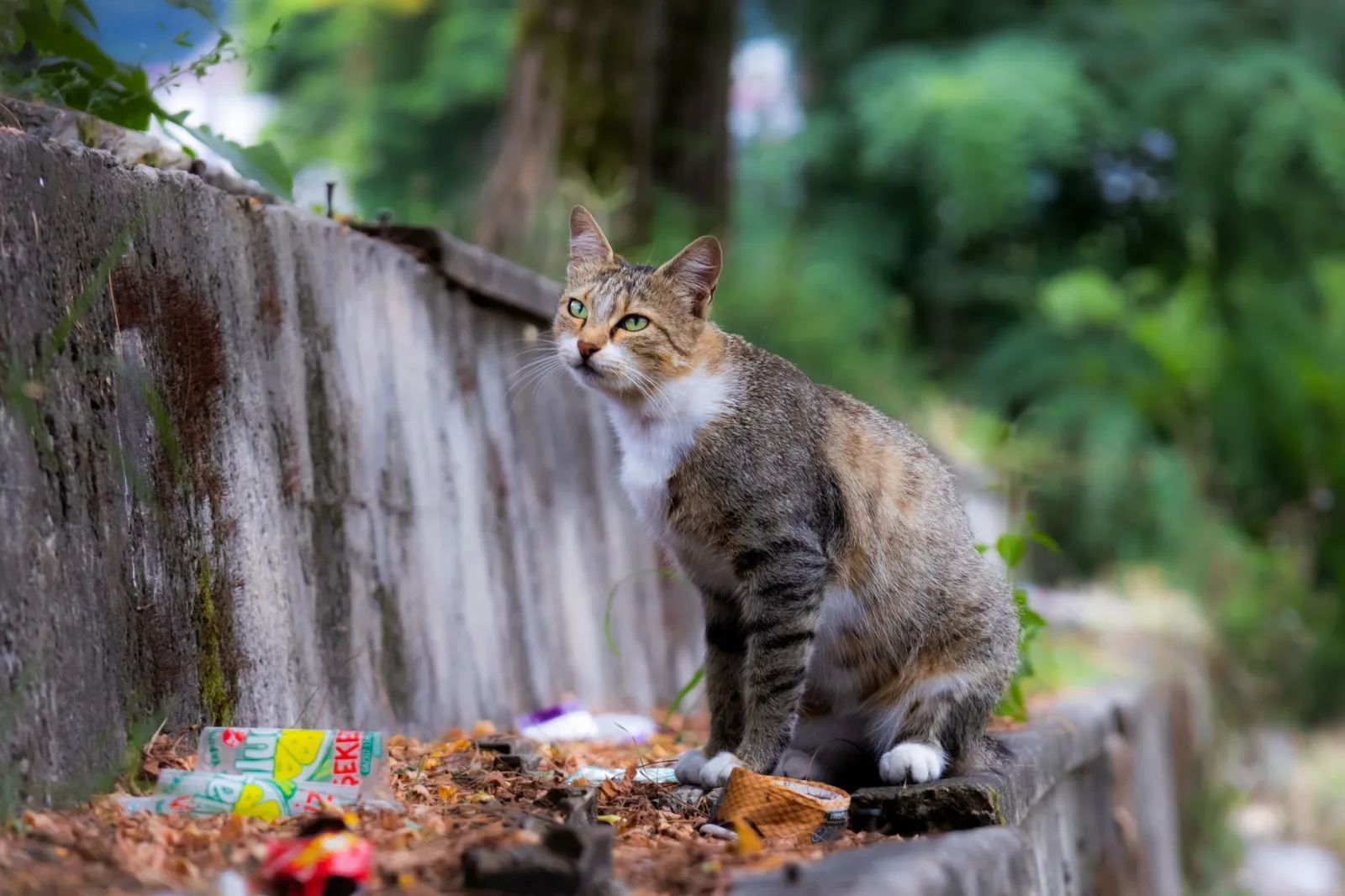 Vergleich von Katzenstreu