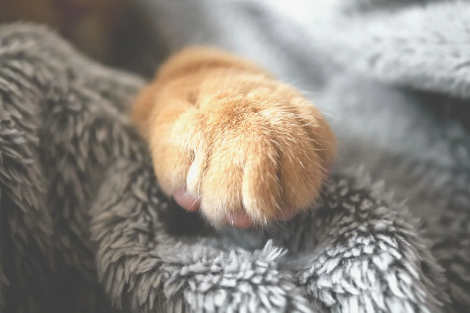 Katzenpfoten im Katzenstreu