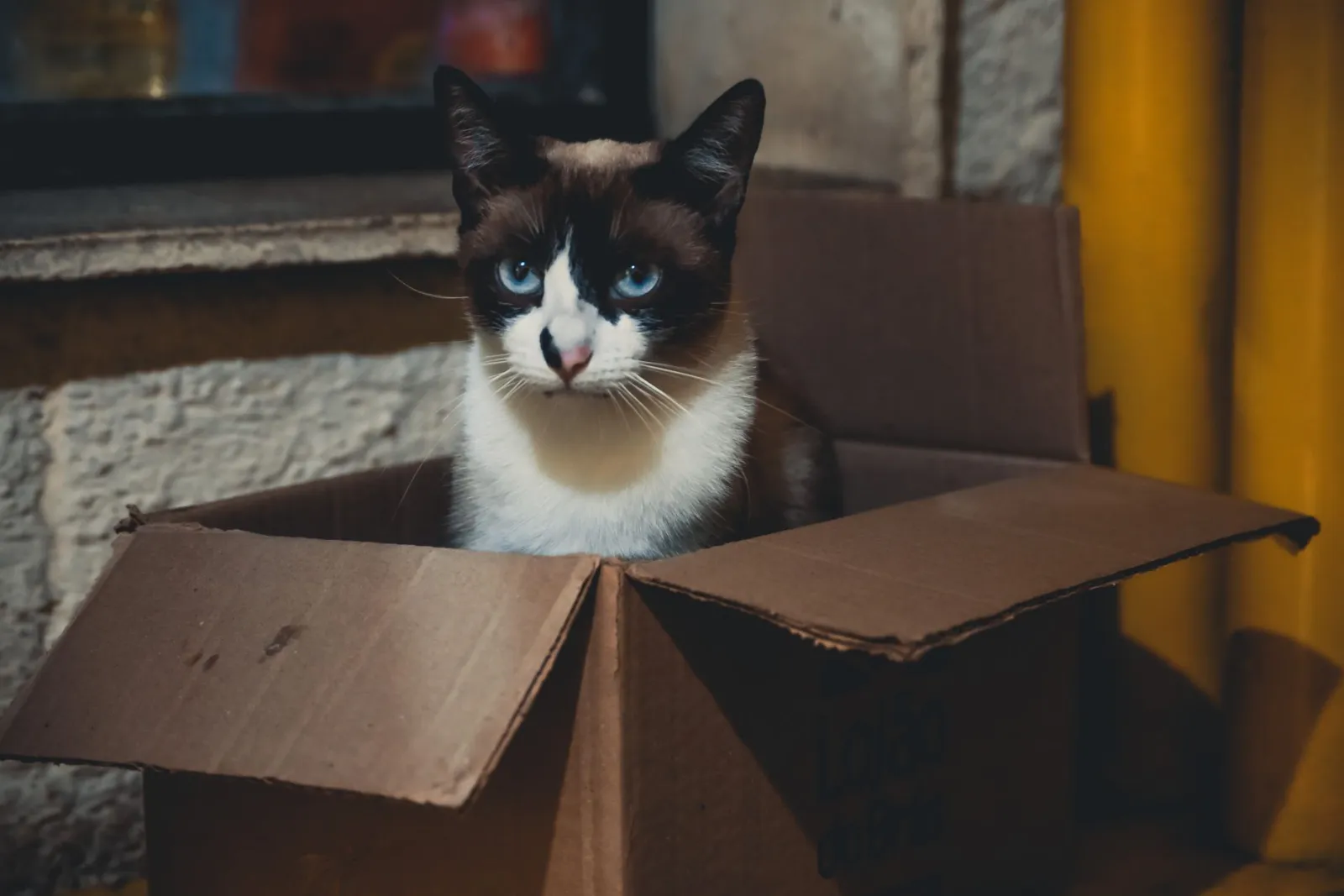 Katzenklo