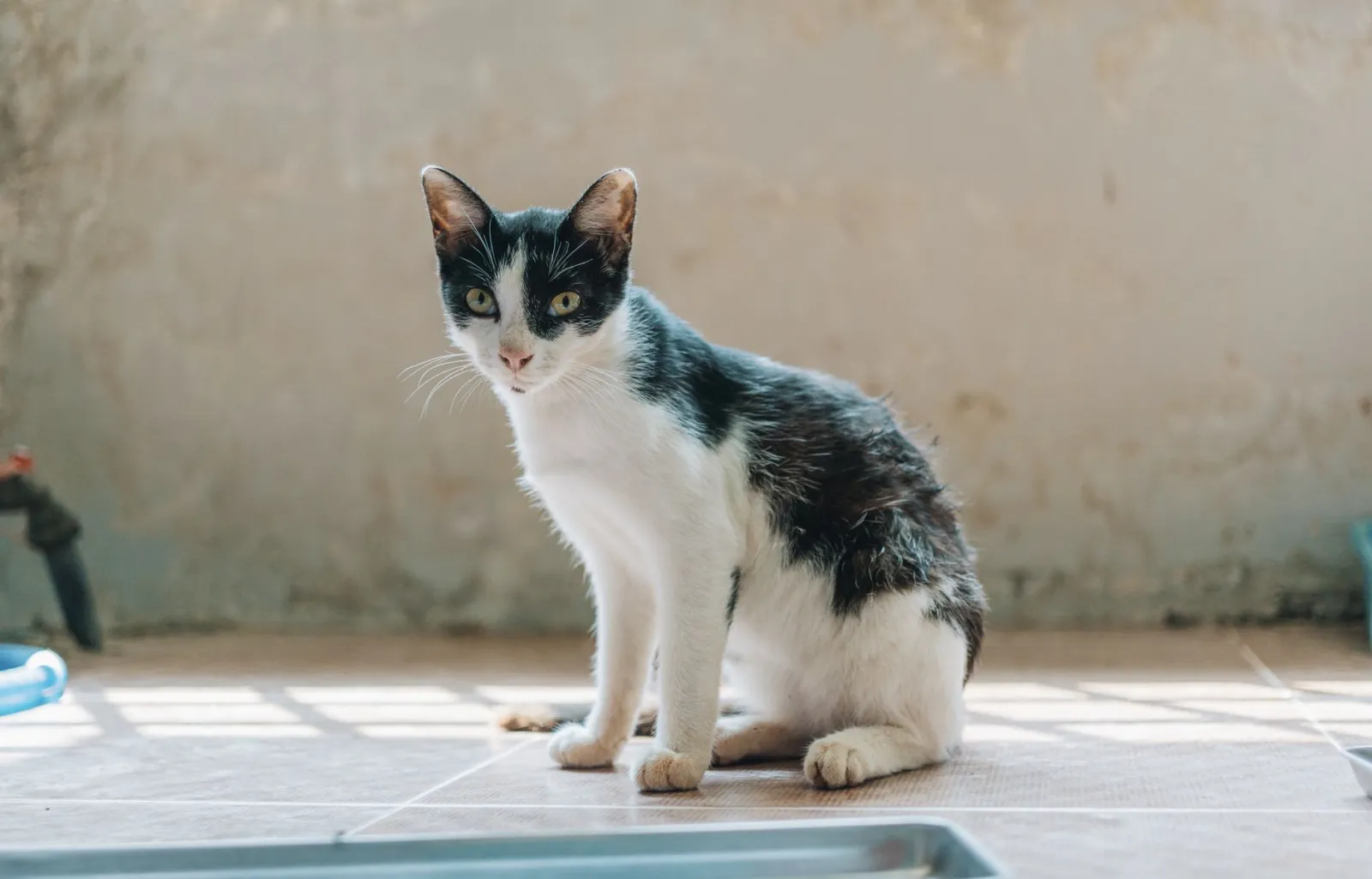 Reinigung des Katzennapfs