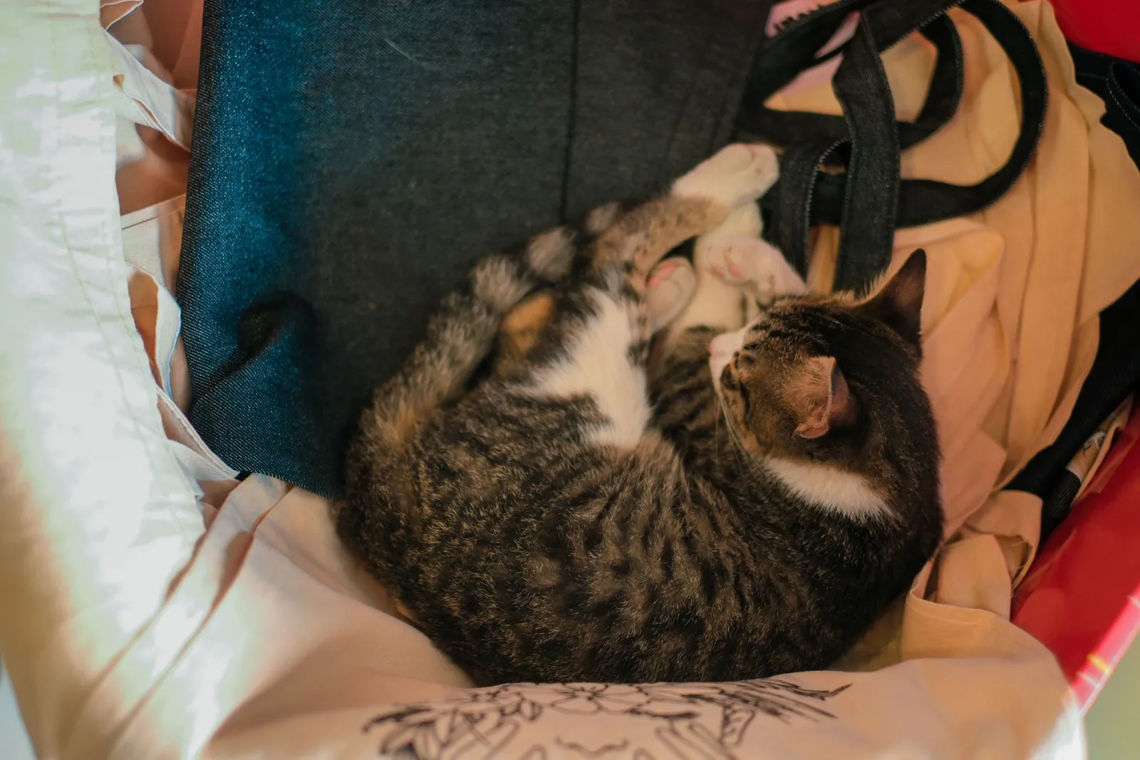 Schlafende Katze im Korb