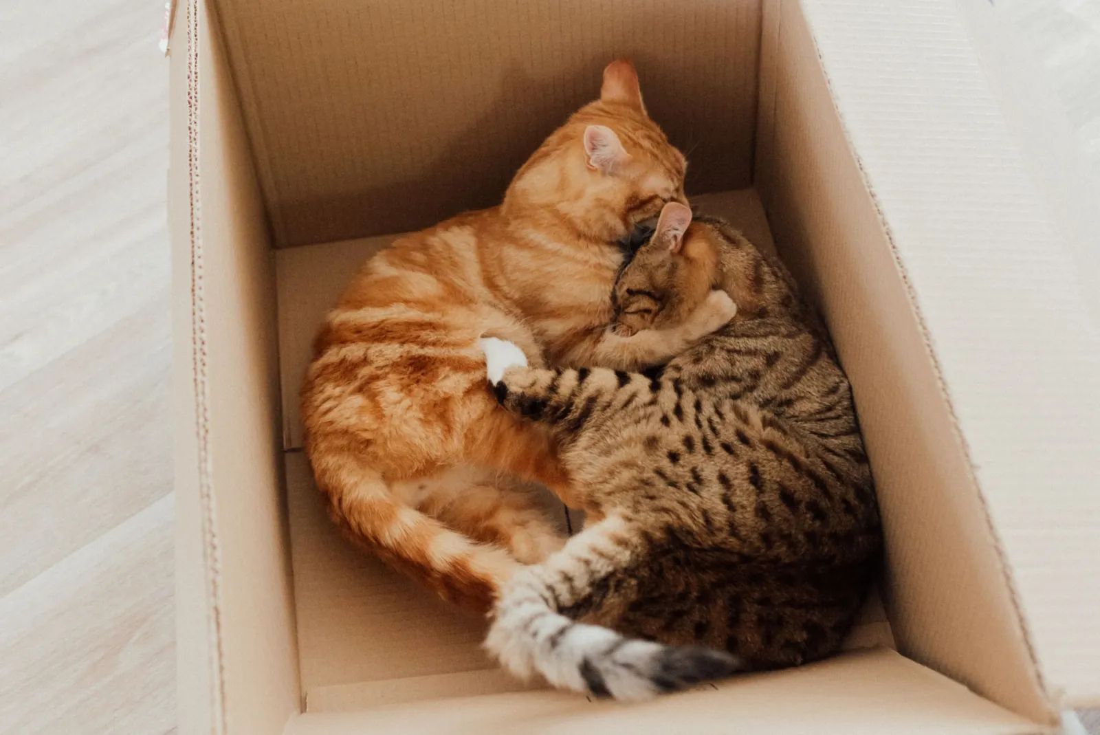 Transportbox für Katzen
