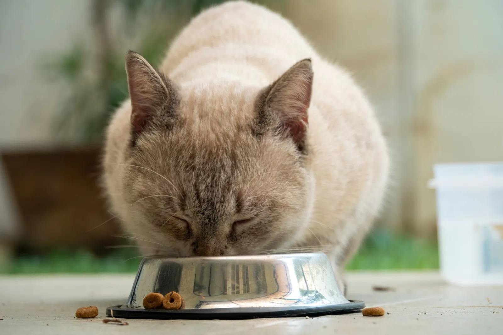 Katzenfutternäpfe