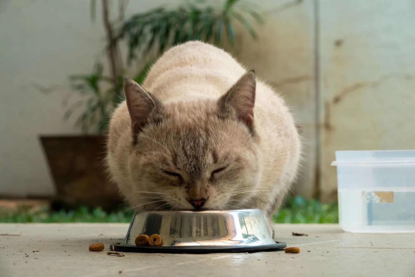 Katze frisst aus Napf