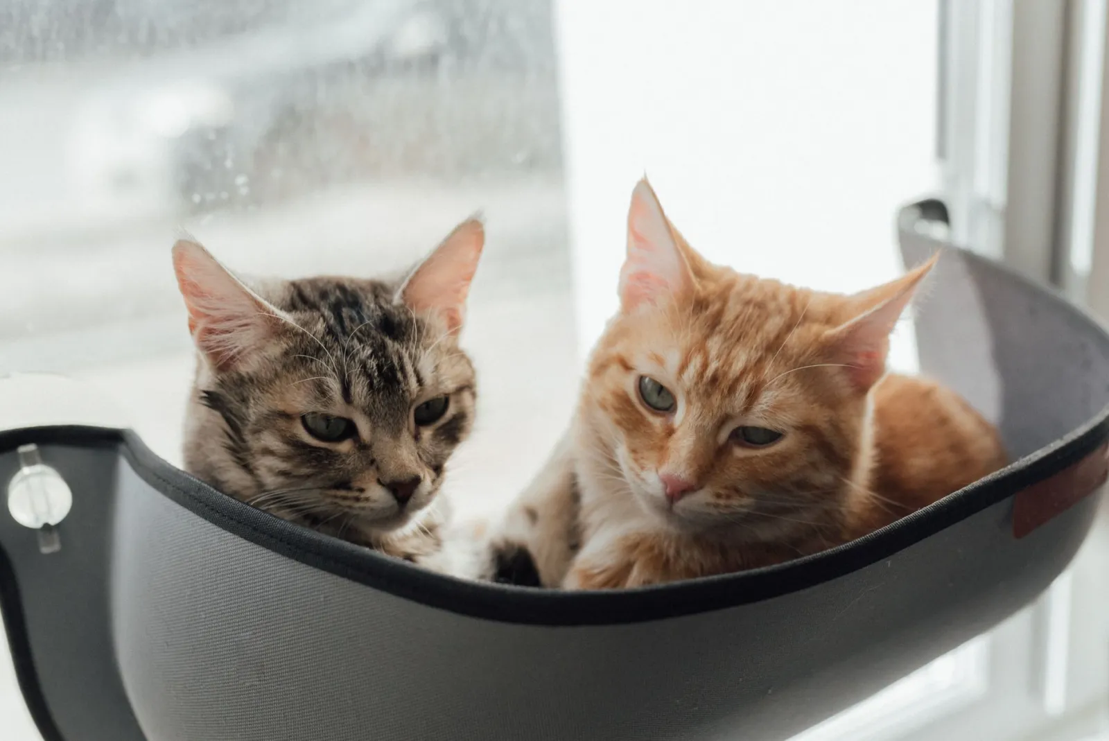 Katzen-Heizkörper-Hängematte