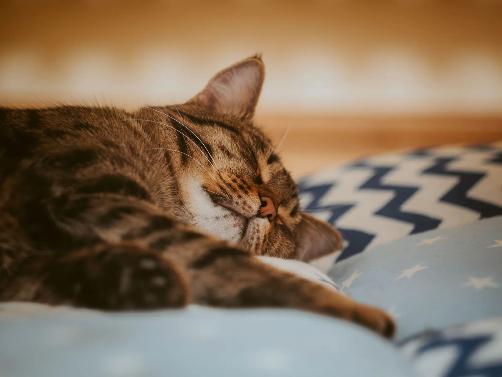 Schlafende Katze im Bett
