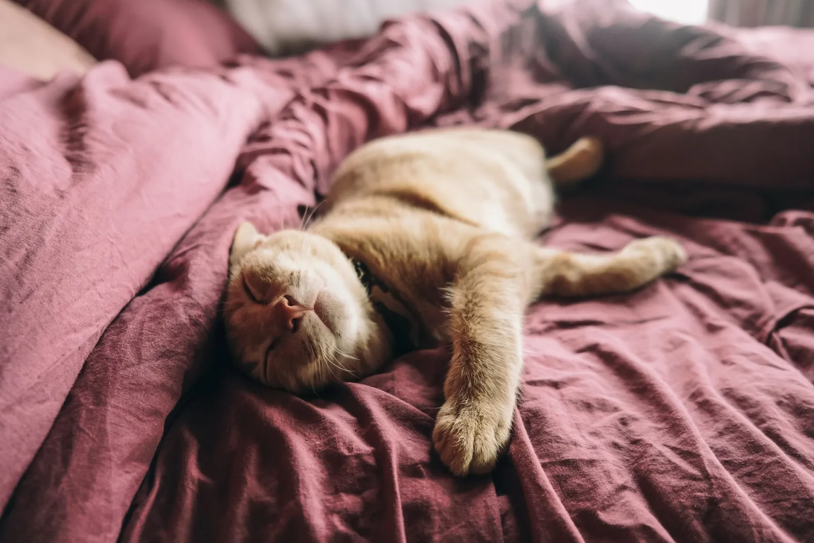 Schlafende Katze im Bett