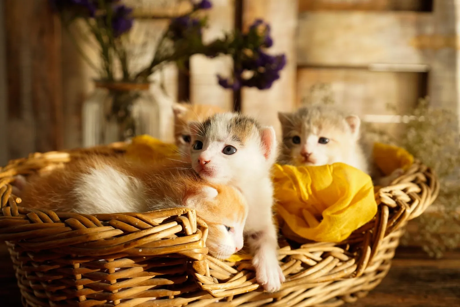 Weidenkorb für Katzen