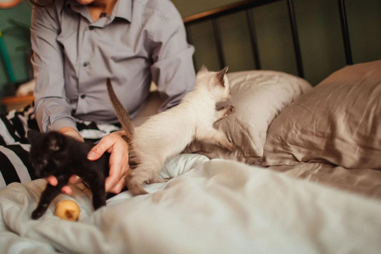 Katzenbettwäsche waschen
