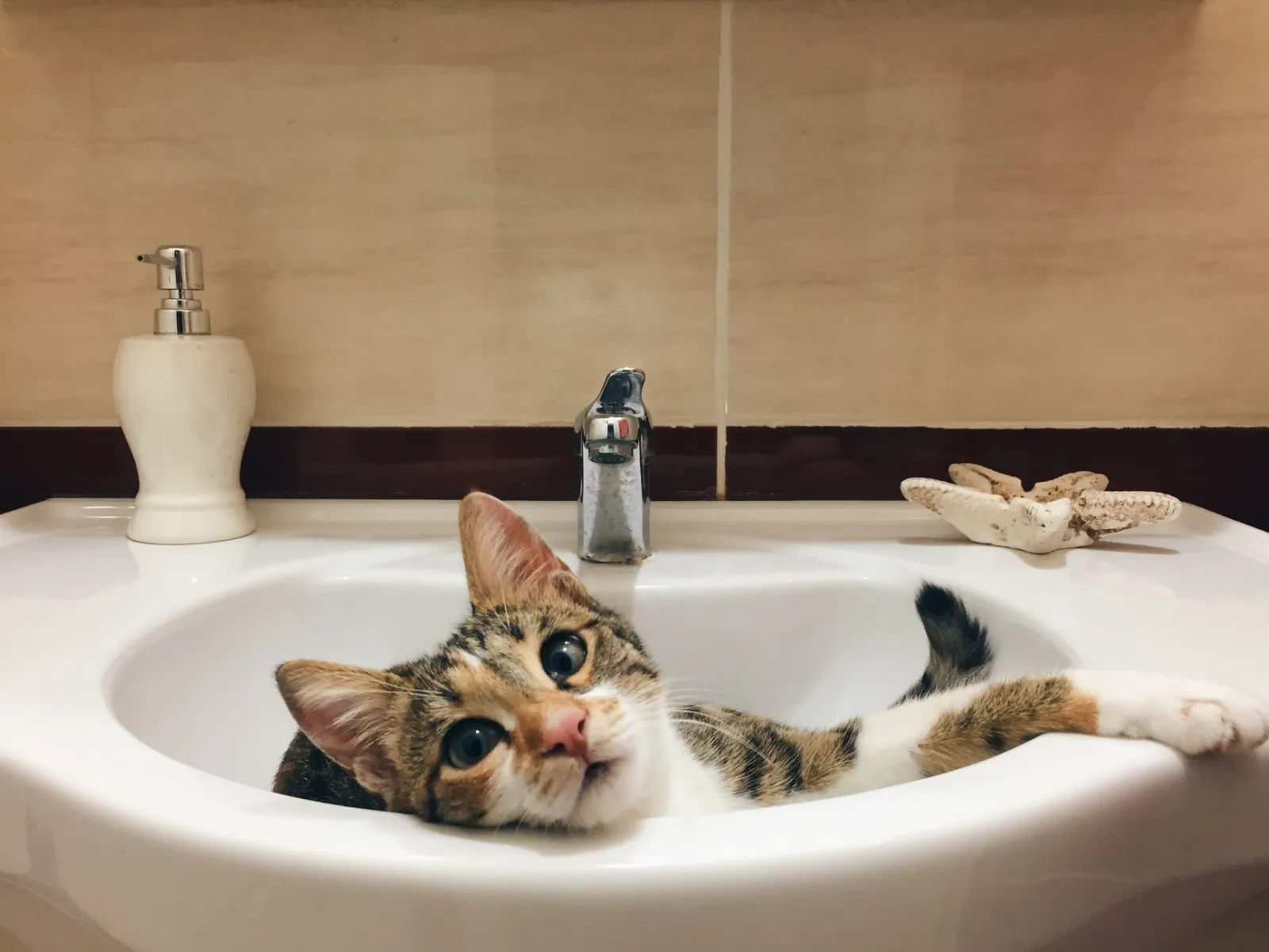 Katze am Trinkbrunnen