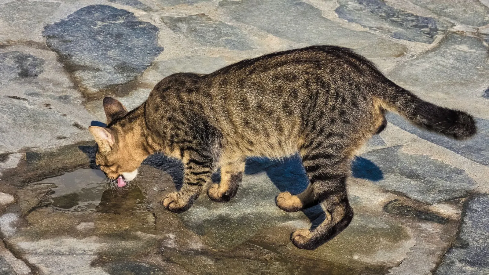 Katze am Trinkbrunnenfilter