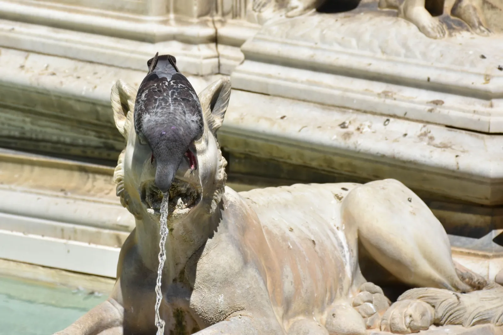 Katze am Trinkbrunnen