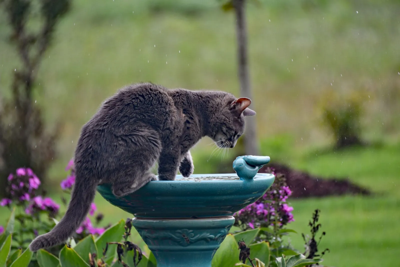 Katze am Trinkbrunnen