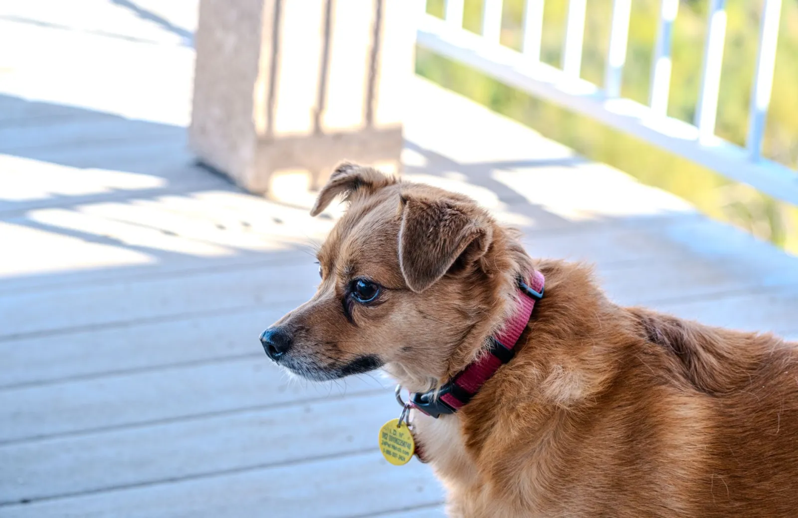 Welche Halsbänder für Hunde sind sicher und passen?