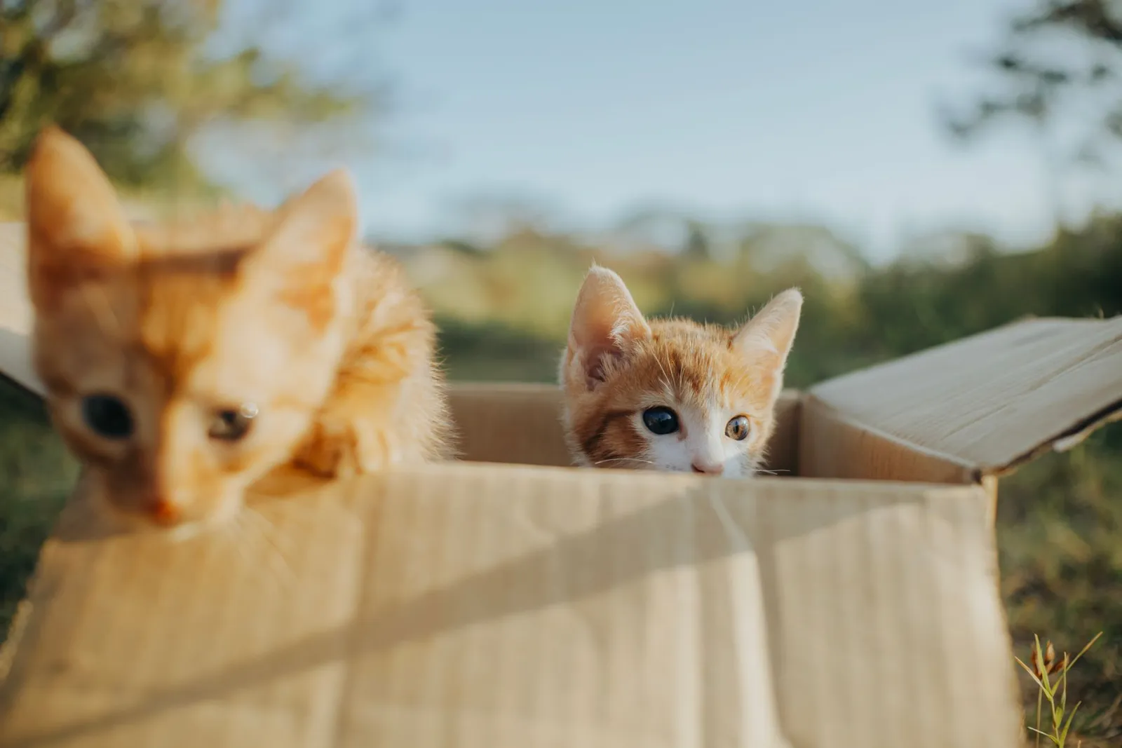 Transportbox für Katzen