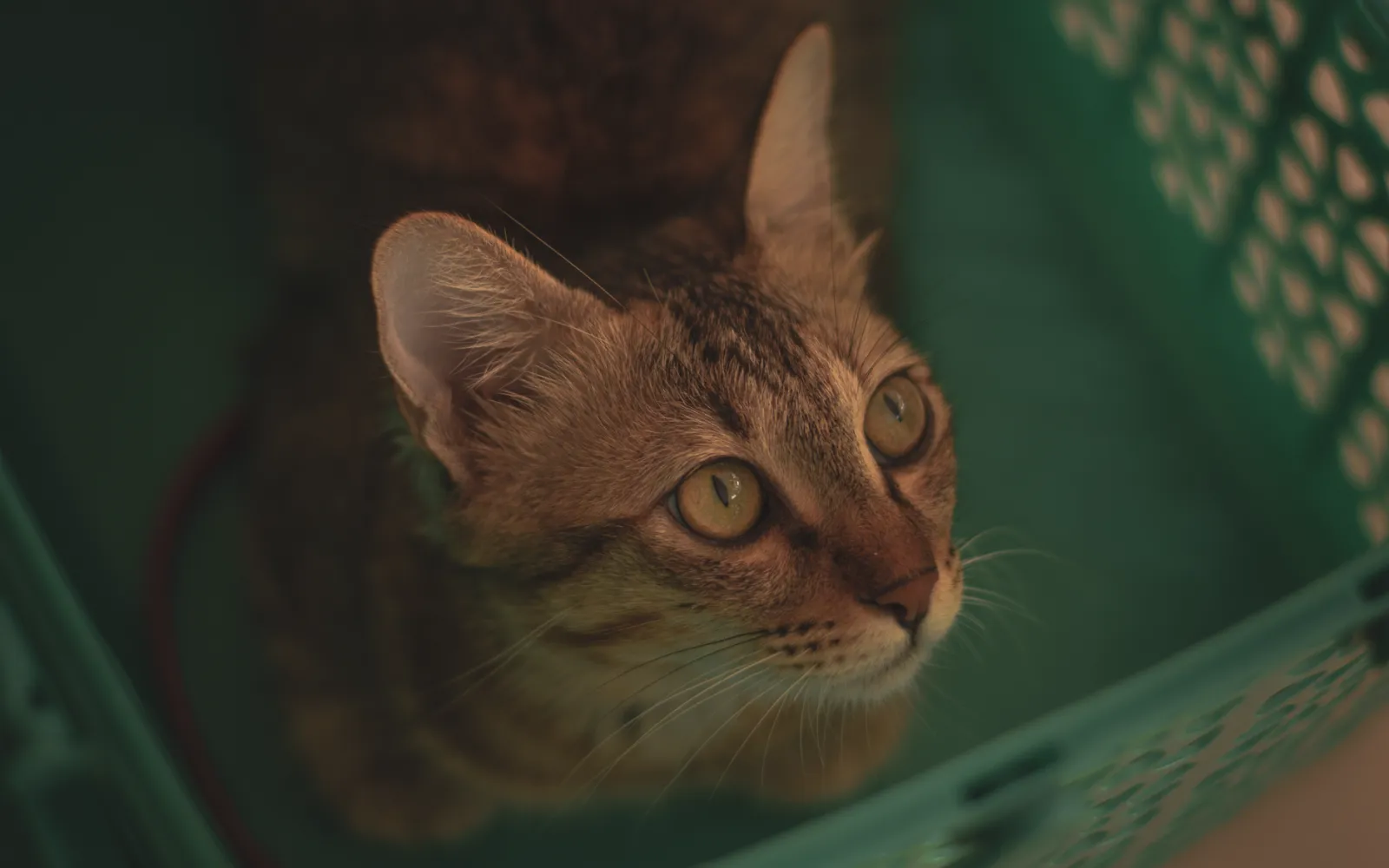 Katze in Transportbox