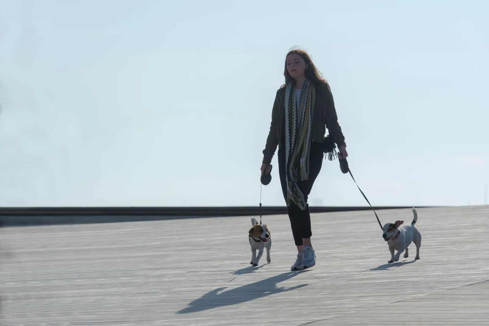 zwei Hunde an der Leine