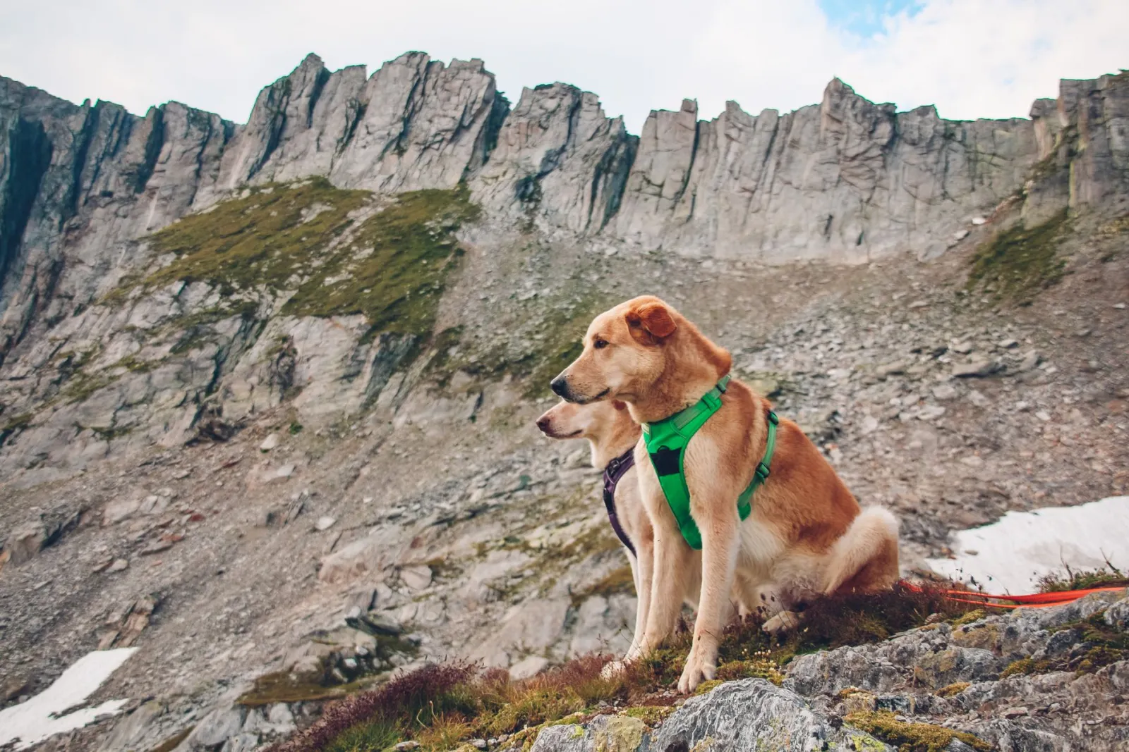 Hund mit Geschirr