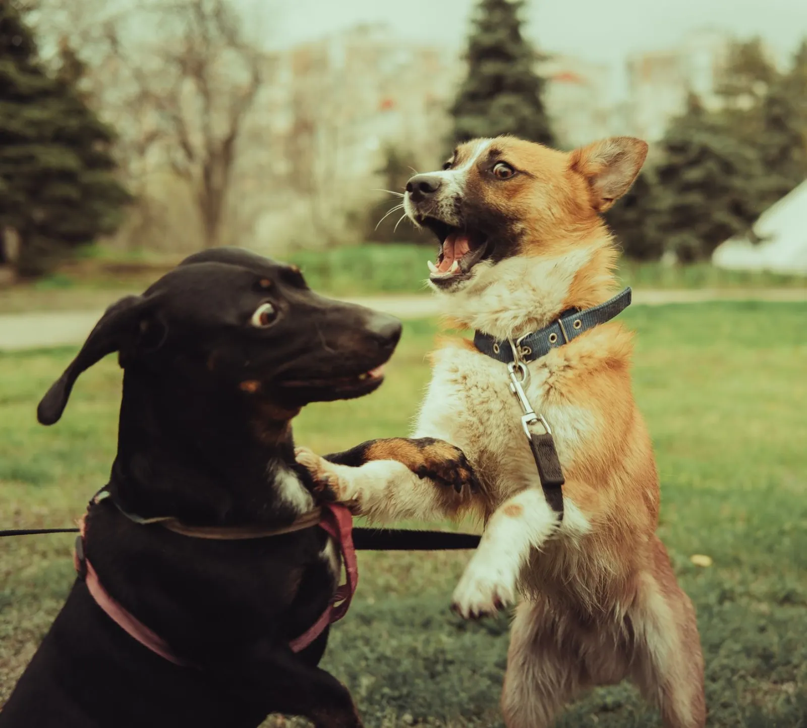 Hundehalsband und Leine