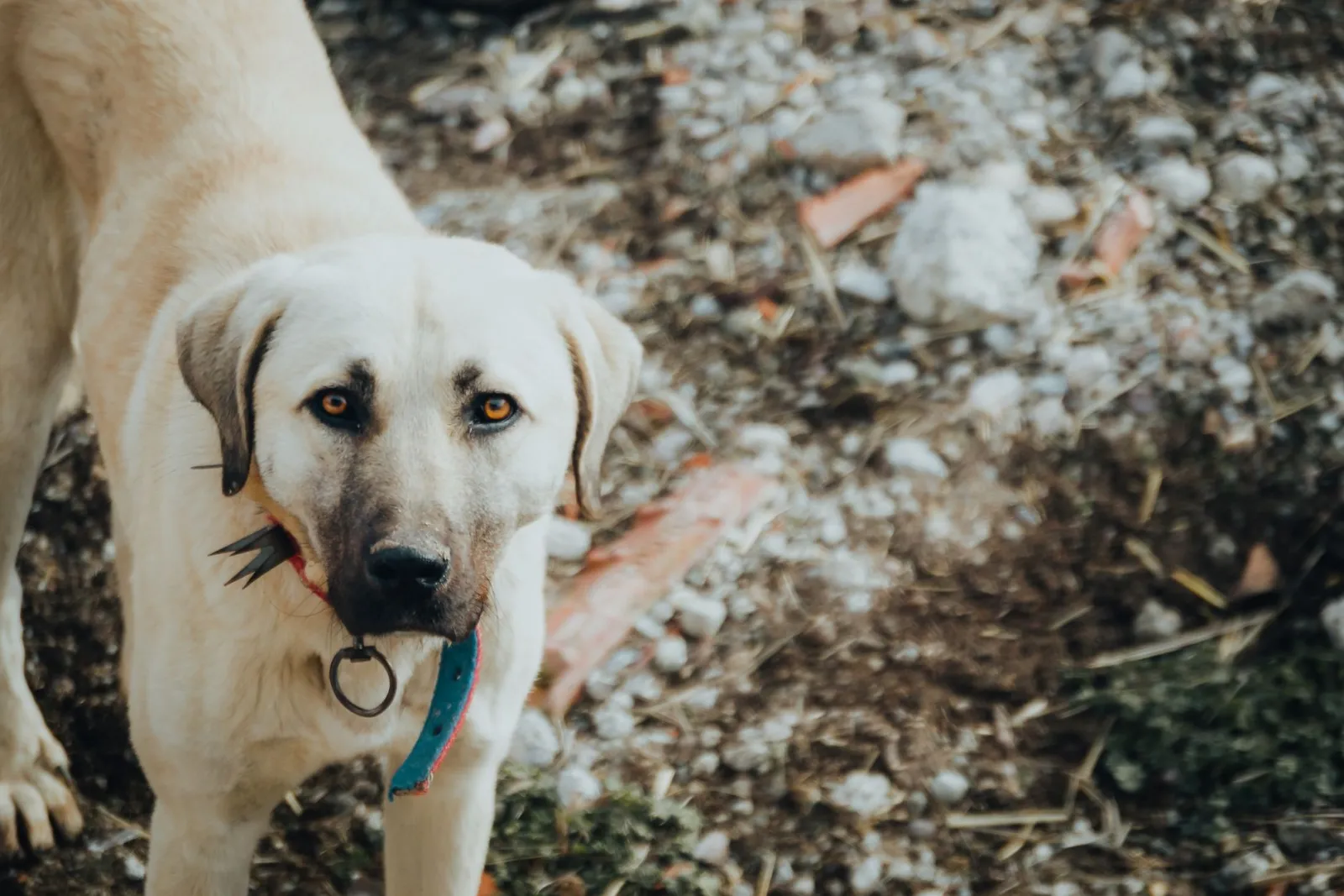 GPS-Halsband für Hunde: Akkulaufzeit im Vergleich