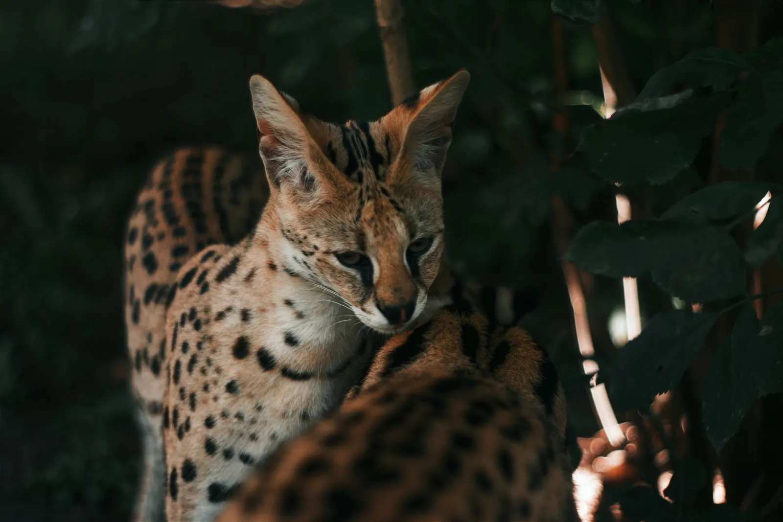 Savannenkatze