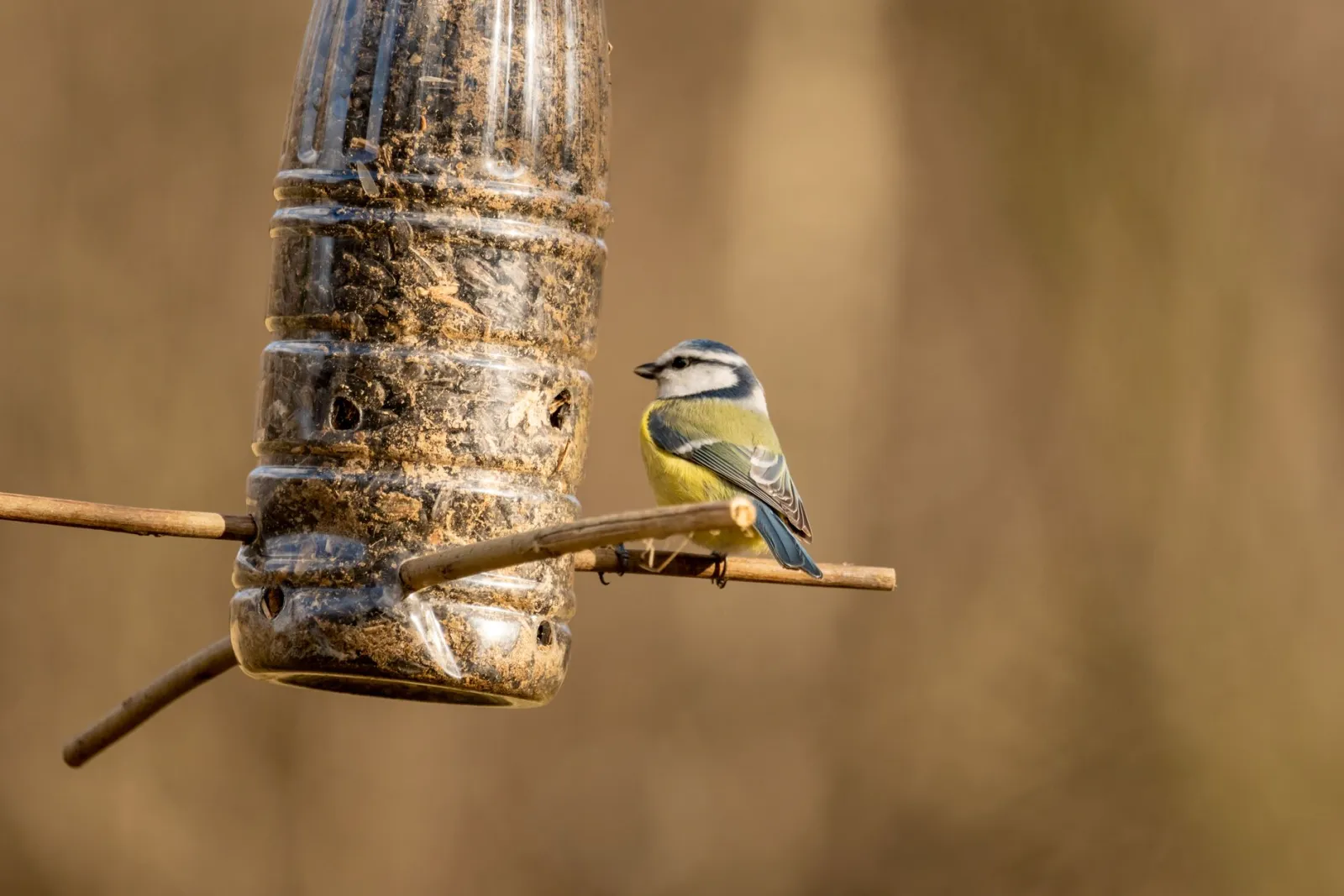 selbstgebautes Vogelhäuschen