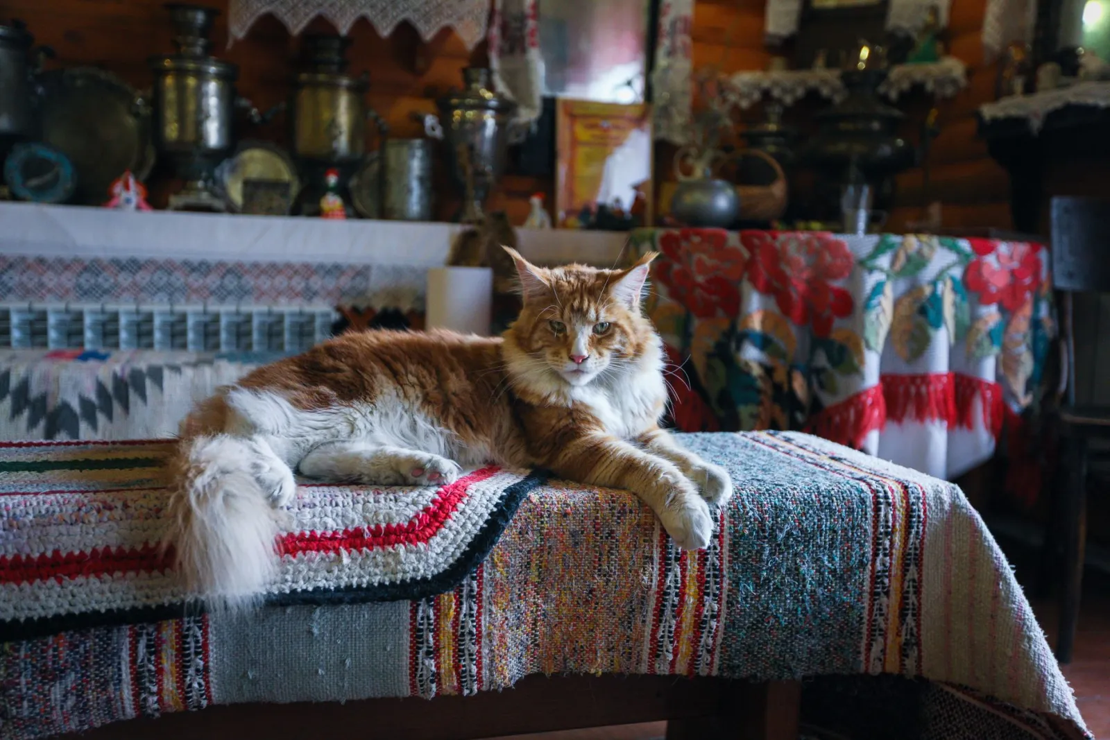 Maine-Coon-Katze