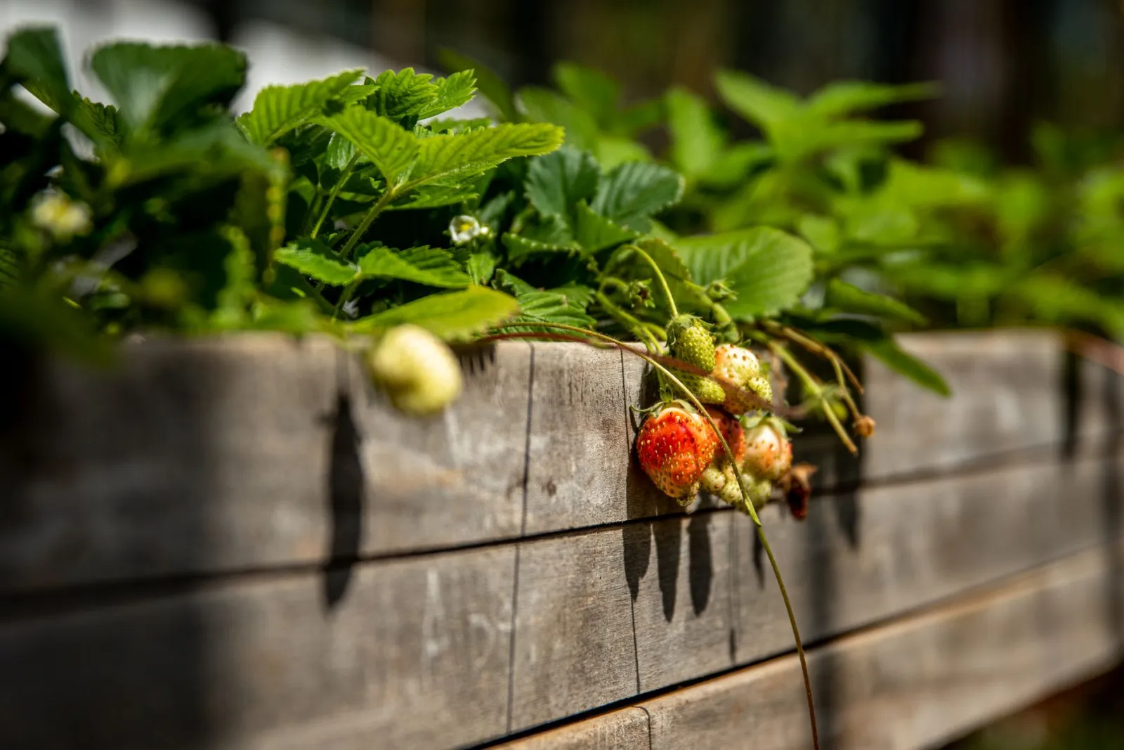 erhöhtes Gartenbeet
