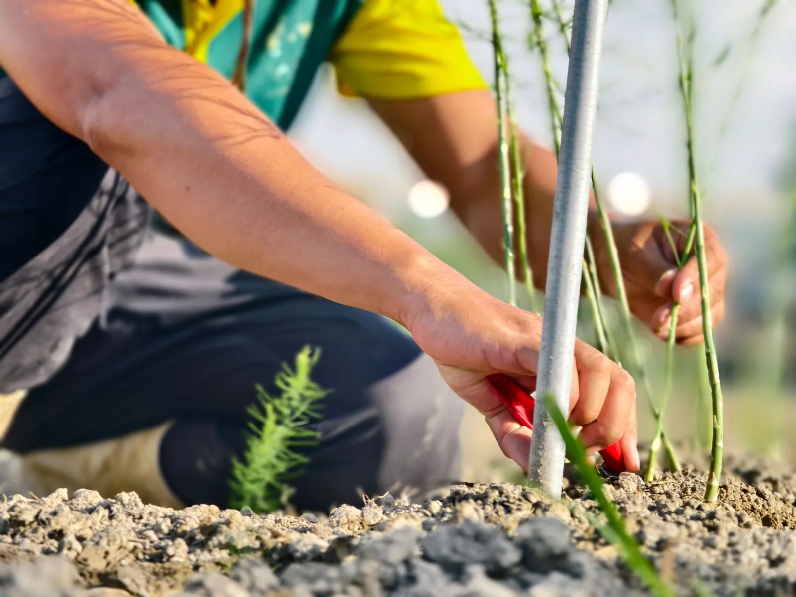 Gärtner bei der Gartenarbeit