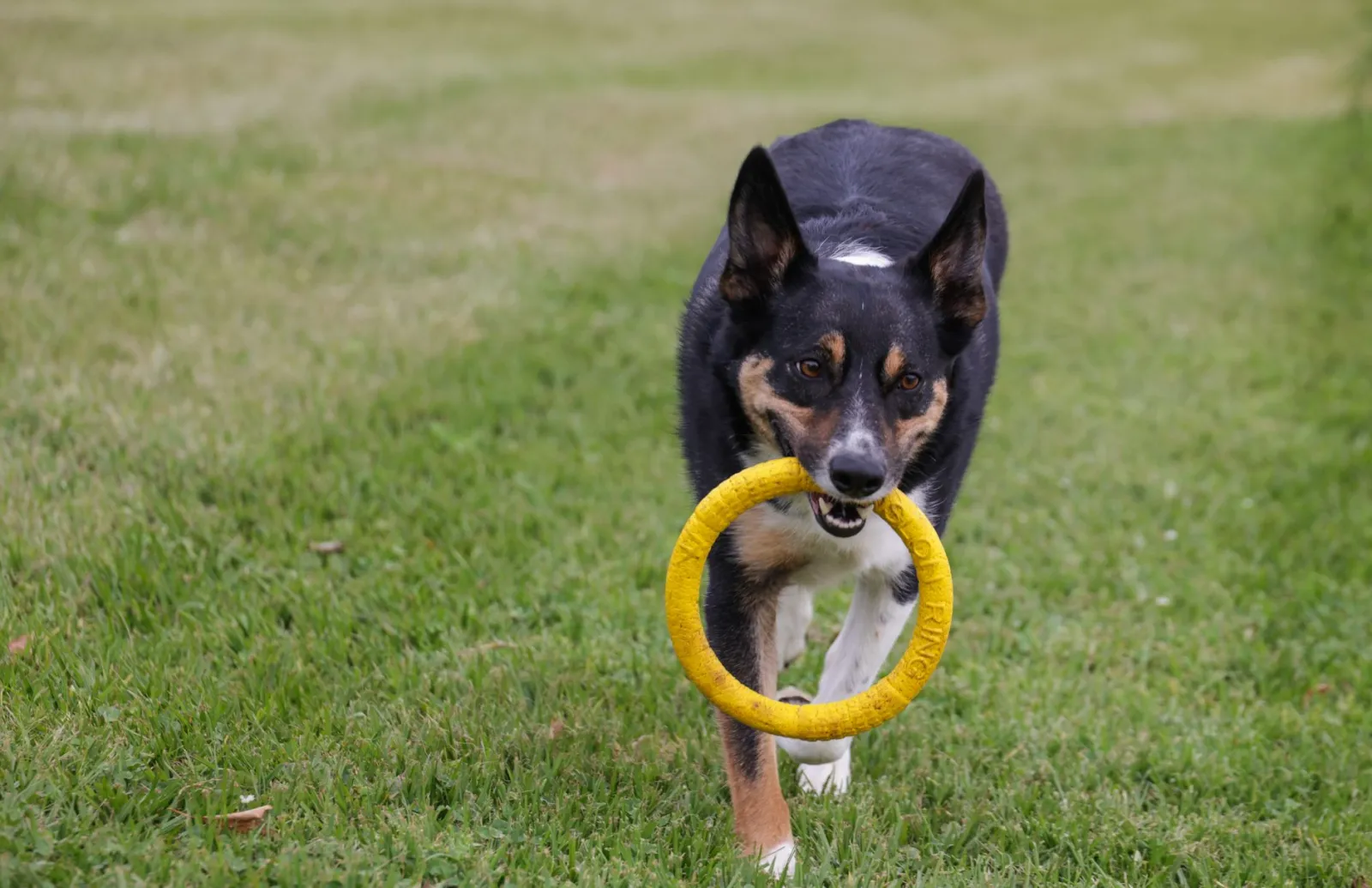 Hund spielt mit Spielzeug