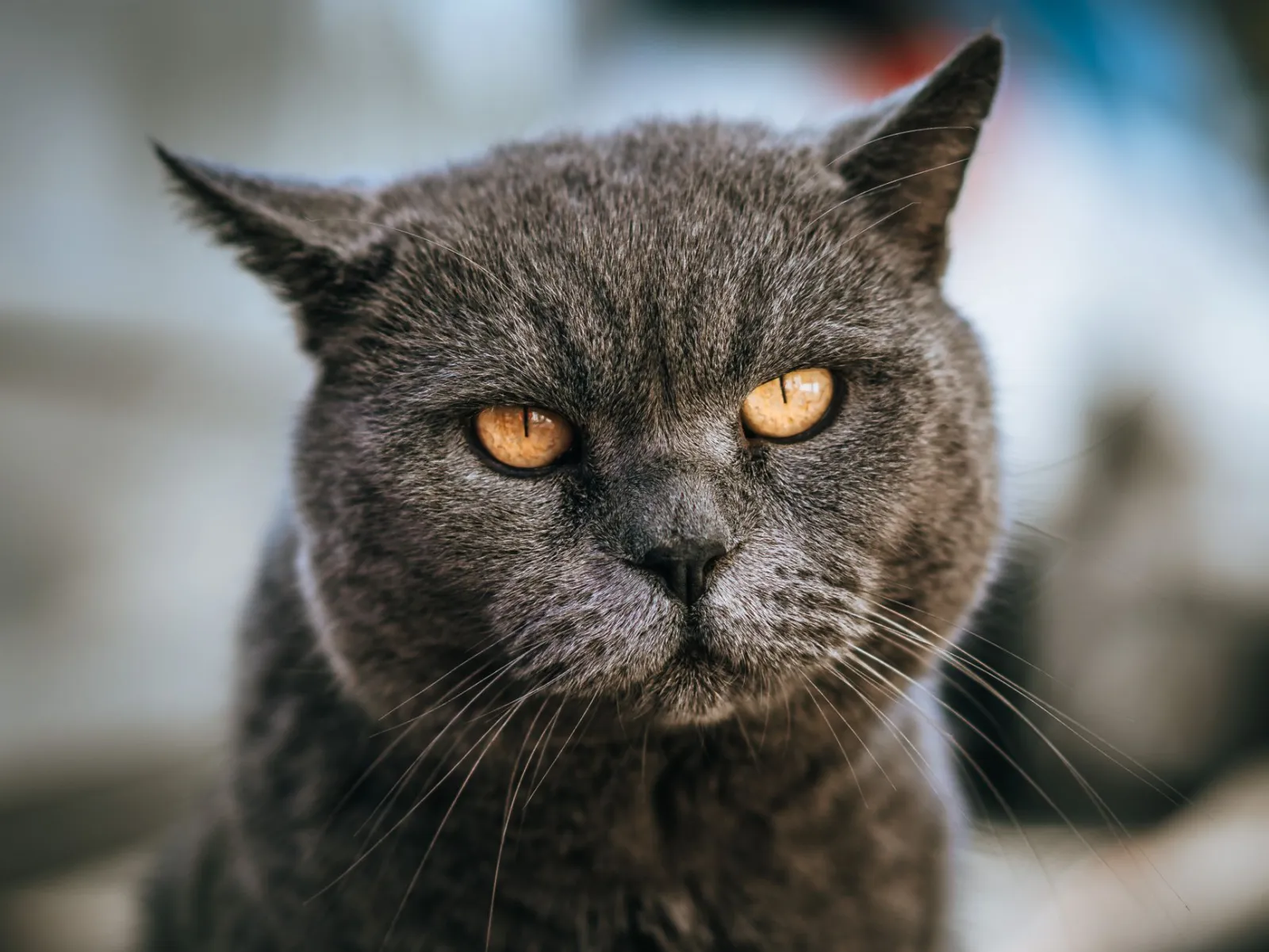 Porträt einer Britisch-Kurzhaar-Katze