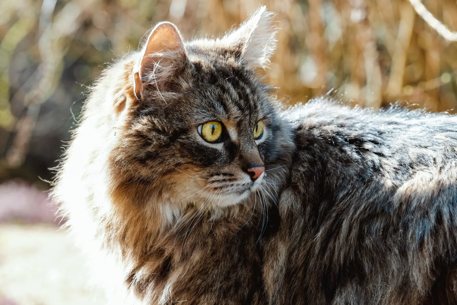 Sibirische Katze Nahaufnahme