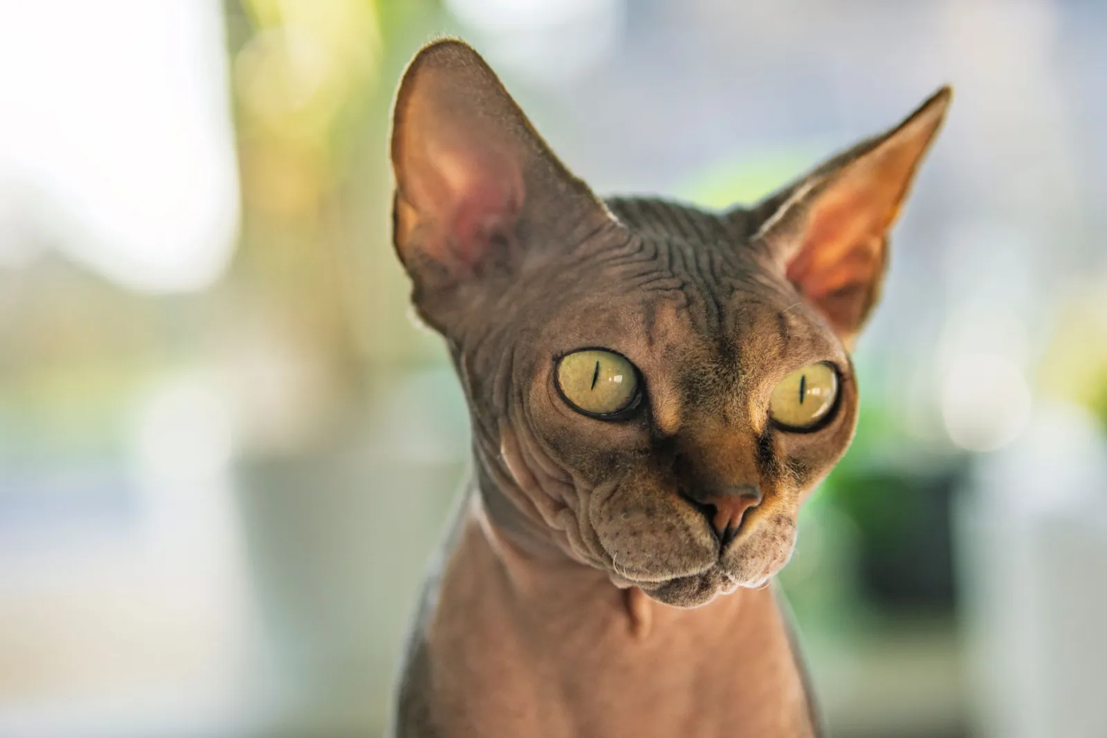 Porträt einer Sphynx-Katze