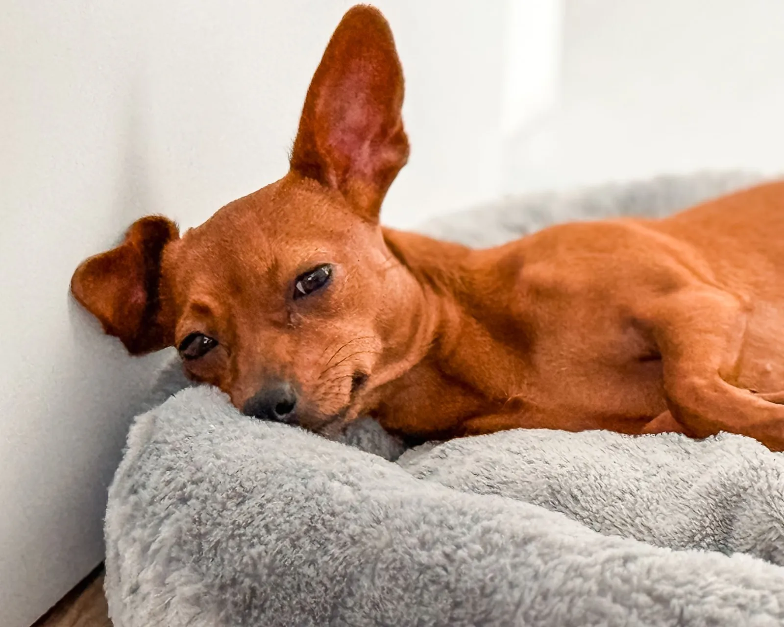 Hunde Bett Auswahl