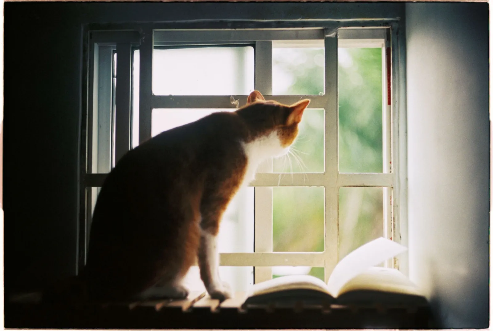 Katze blickt aus dem Fenster