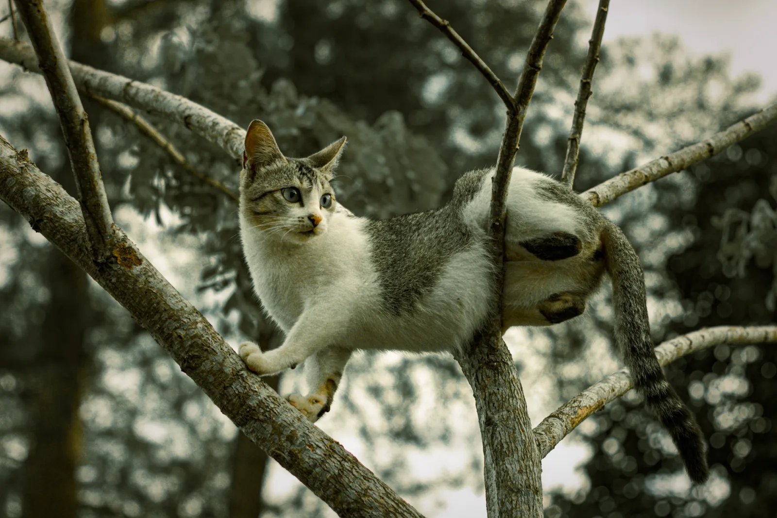 Kratzbaum: Auswahlkriterien für den besten Katzenbaum