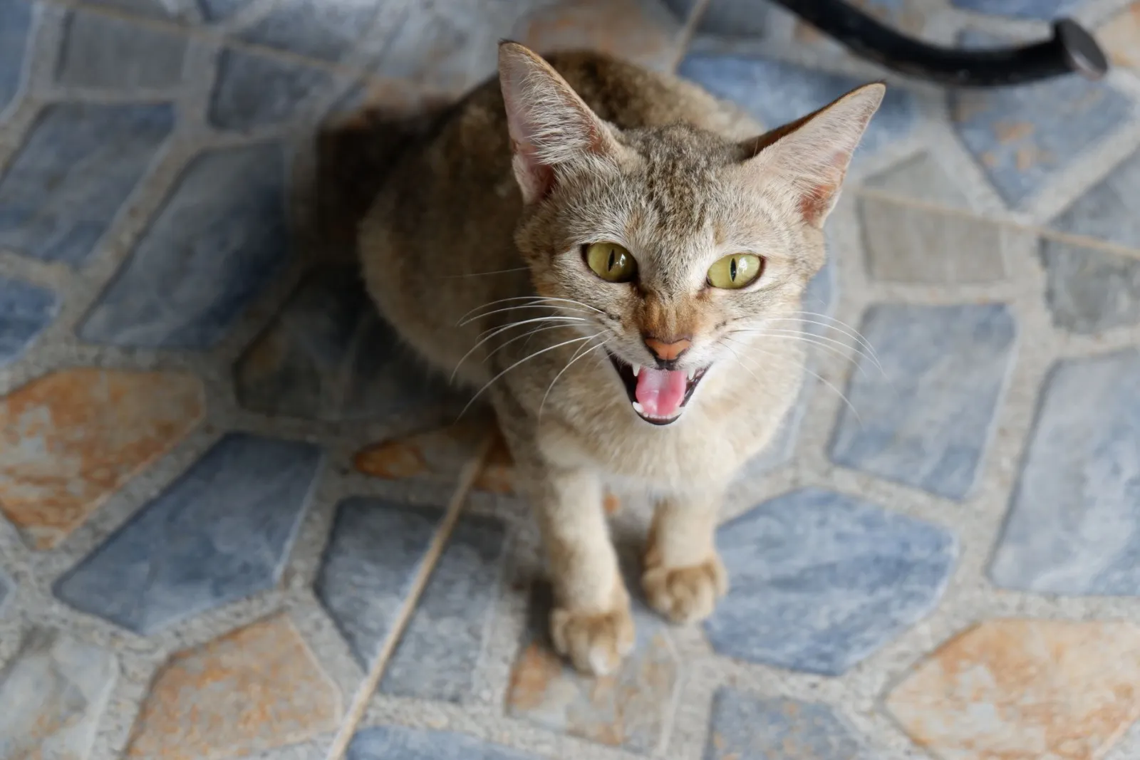 Fauchkatze Nahaufnahme