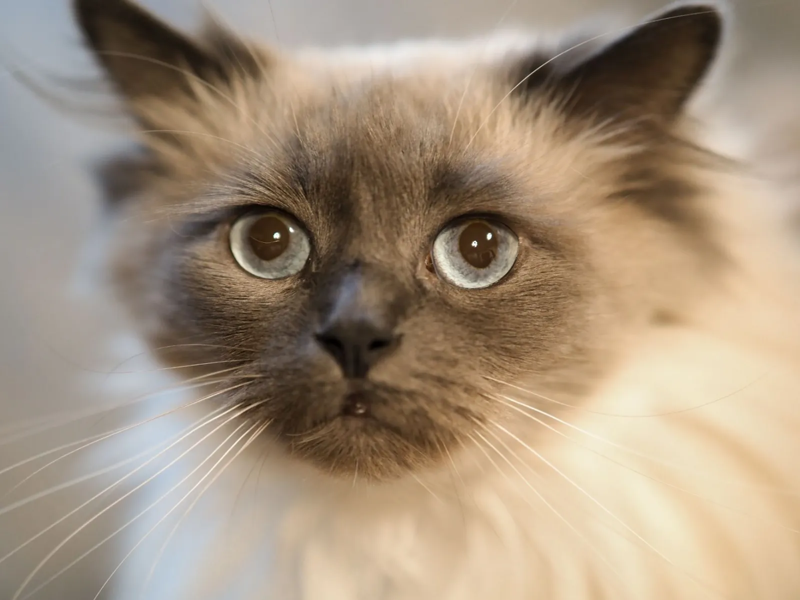 Porträt einer Ragdoll-Katze